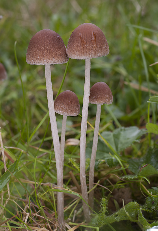 Psathyrella microrrhiza